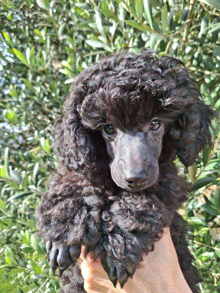 de la Morganerie - Chiot disponible  - Caniche