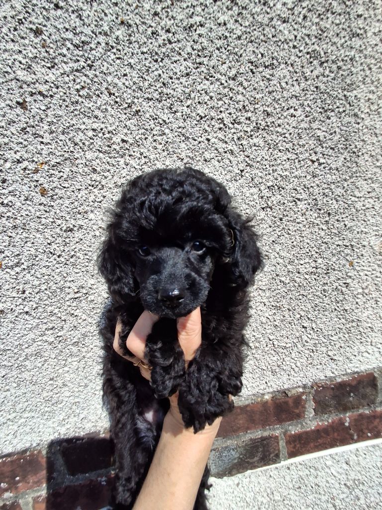 de la Morganerie - Chiot disponible  - Caniche