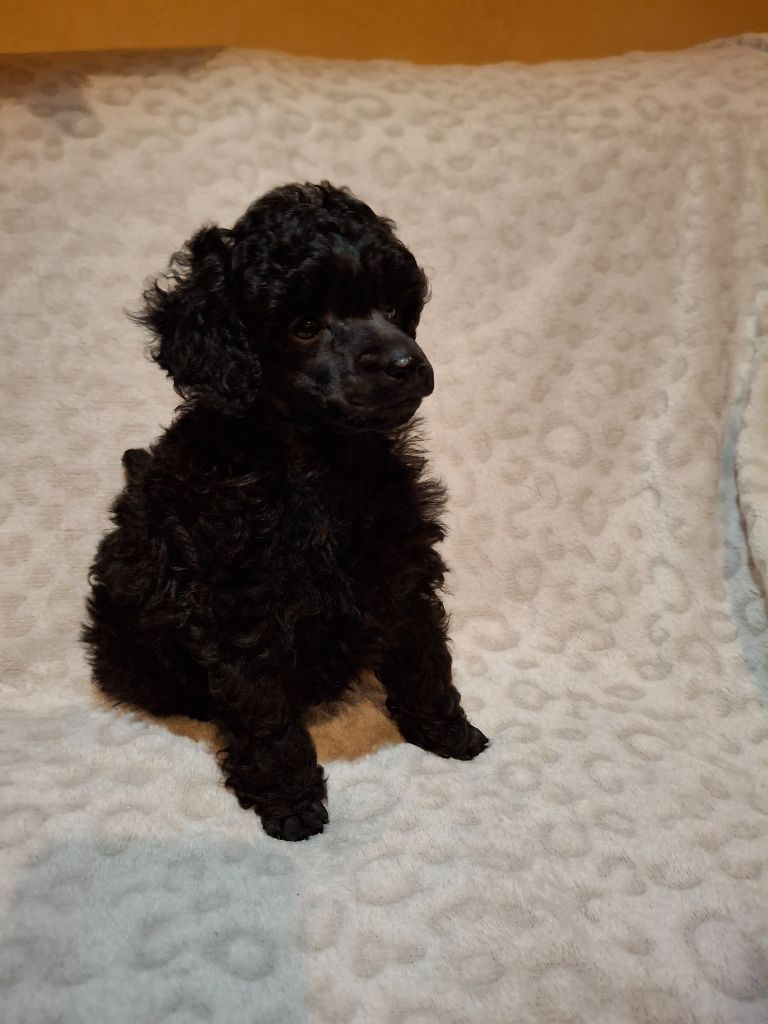 de la Morganerie - Chiot disponible  - Caniche