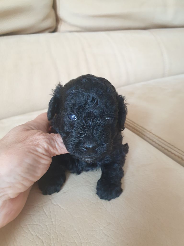 de la Morganerie - Chiot disponible  - Caniche