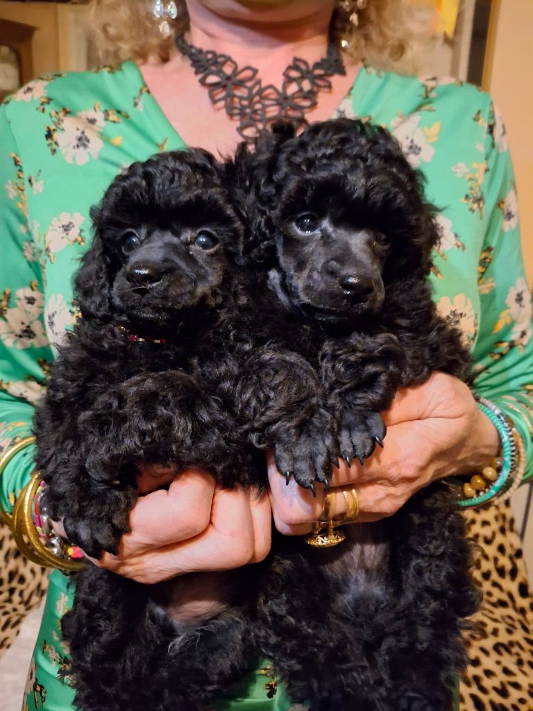 chiot Caniche de la Morganerie