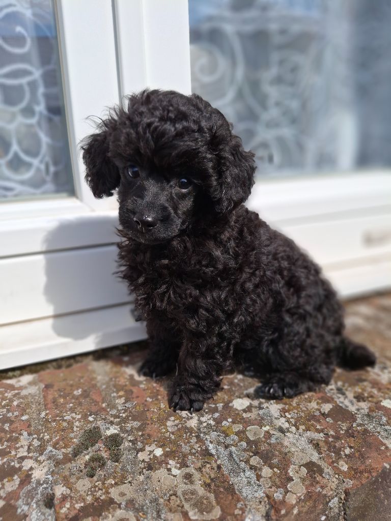 de la Morganerie - Chiot disponible  - Caniche