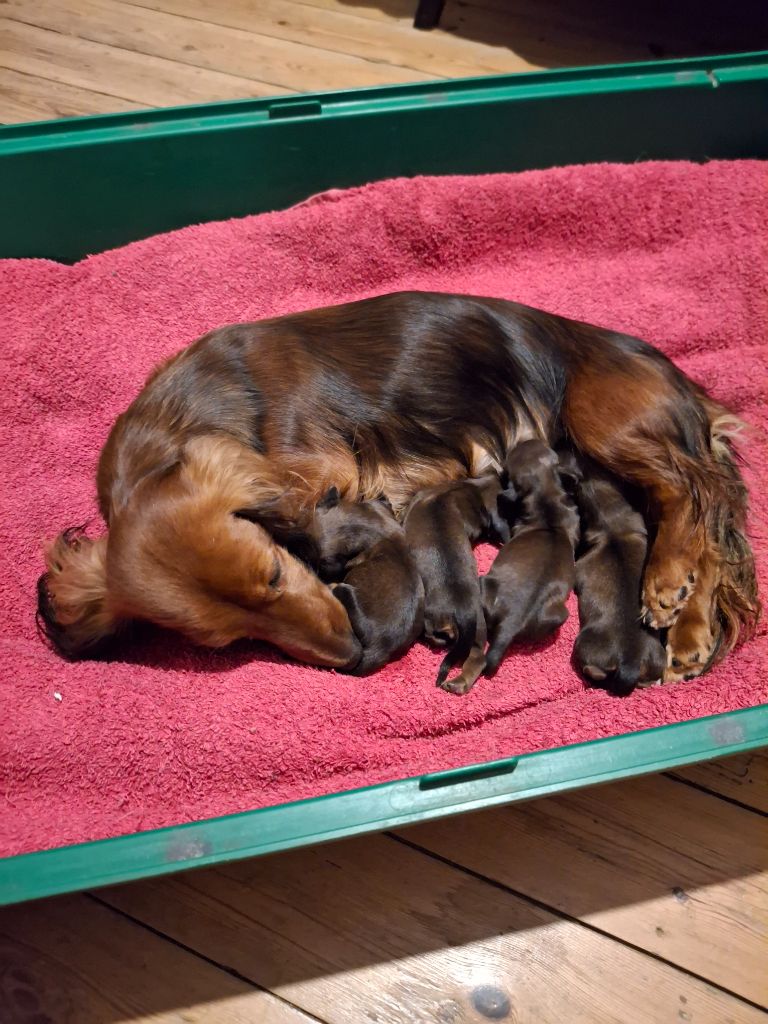 Naissance de 4 beaux bébés teckel nain poil long rouge